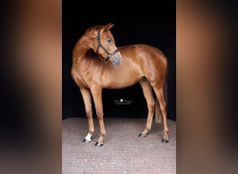 Mecklenburg Warmblood, Mare, 3 years, 15,2 hh, Chestnut-Red