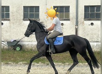 Mecklenburg Warmblood, Mare, 3 years, 16.1 hh, Black