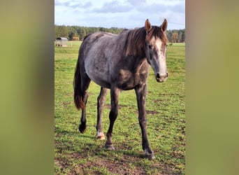 Mecklenburg Warmblood, Mare, 3 years, 16 hh, Can be white