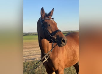 Mecklenburg Warmblood, Mare, 4 years, 15,2 hh, Brown