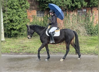 Mecklenburg Warmblood, Mare, 4 years, 15,2 hh, Smoky-Black