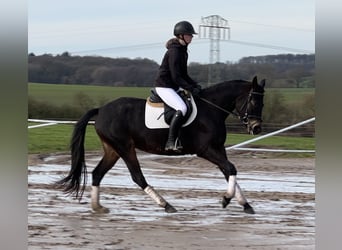 Mecklenburg Warmblood, Mare, 4 years, 15,2 hh, Smoky-Black