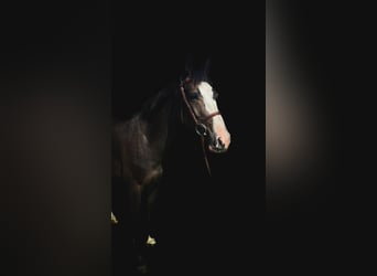 Mecklenburg Warmblood, Mare, 4 years, 15.3 hh, Smoky-Black
