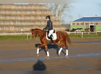Mecklenburg Warmblood, Mare, 4 years, 15,2 hh, Chestnut-Red