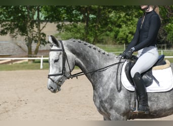 Mecklenburg Warmblood, Mare, 4 years, 15,3 hh, Gray