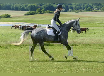 Mecklenburg Warmblood, Mare, 4 years, 15,3 hh, Gray