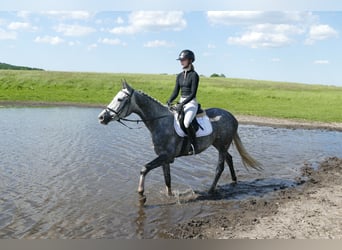 Mecklenburg Warmblood, Mare, 4 years, 15,3 hh, Gray