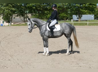 Mecklenburg Warmblood, Mare, 4 years, 15,3 hh, Gray