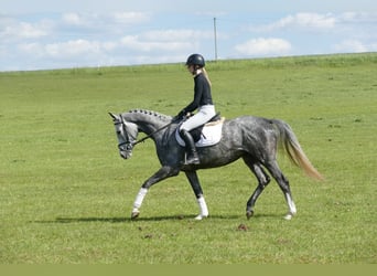 Mecklenburg Warmblood, Mare, 4 years, 15,3 hh, Gray