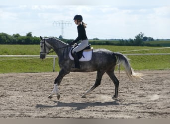 Mecklenburg Warmblood, Mare, 4 years, 15,3 hh, Gray