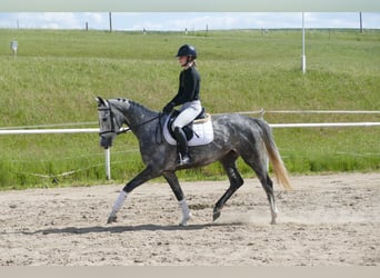 Mecklenburg Warmblood, Mare, 4 years, 15,3 hh, Gray