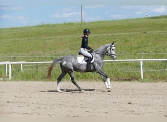 Mecklenburg Warmblood, Mare, 4 years, 15,3 hh, Gray
