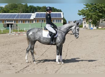 Mecklenburg Warmblood, Mare, 4 years, 15,3 hh, Gray