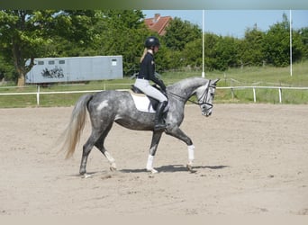 Mecklenburg Warmblood, Mare, 4 years, 15,3 hh, Gray