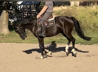 Mecklenburg Warmblood, Mare, 4 years, 16.1 hh, Bay-Dark