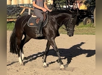 Mecklenburg Warmblood, Mare, 4 years, 16.1 hh, Bay-Dark