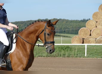 Mecklenburger Warmblut, Stute, 4 Jahre, 16,1 hh, Brauner