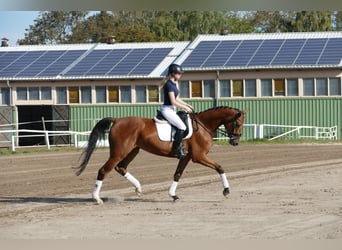 Mecklenburger Warmblut, Stute, 4 Jahre, 16,1 hh, Brauner