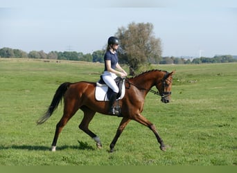 Mecklenburger Warmblut, Stute, 4 Jahre, 16,1 hh, Brauner