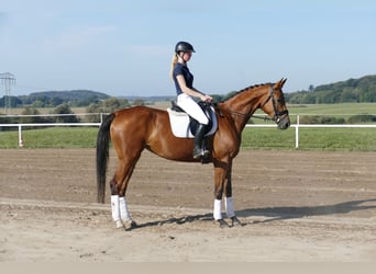 Mecklenburger Warmblut, Stute, 4 Jahre, 16,1 hh, Brauner