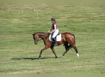 Mecklenburger Warmblut, Stute, 4 Jahre, 16,1 hh, Brauner