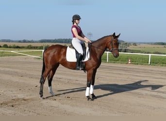 Mecklenburg Warmblood, Mare, 4 years, 16,1 hh, Brown