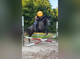 Mecklenburg Warmblood, Mare, 4 years, 16.1 hh, Grey-Dark-Tan Mecklenburg Warmblood, Mare, 4 years, 16.1 hh, Grey-Dark-Tan