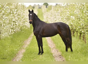 Mecklenburg Warmblood, Mare, 4 years, 16,1 hh, Smoky-Black