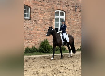 Mecklenburg Warmblood, Mare, 4 years, 16.1 hh, Smoky-Black