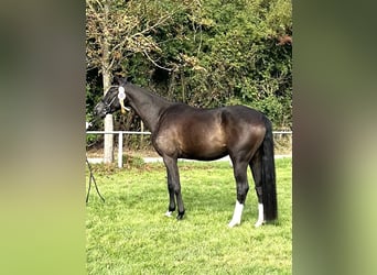 Mecklenburg Warmblood, Mare, 4 years, 16.1 hh, Smoky-Black