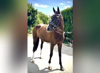 Mecklenburg Warmblood, Mare, 4 years, 16.1 hh, Smoky-Black