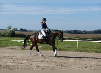 Mecklenburg Warmblood, Mare, 4 years, 16.2 hh, Bay-Dark