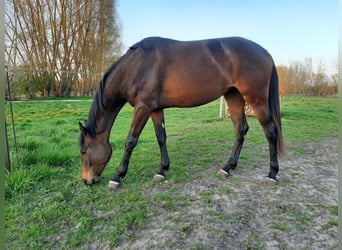 Mecklenburger Warmblut, Stute, 4 Jahre, 16,2 hh, Schwarzbrauner