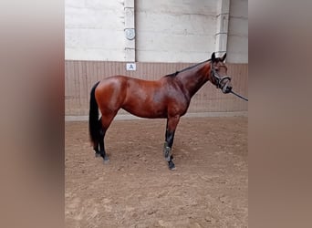 Mecklenburg Warmblood, Mare, 4 years, 16 hh, Brown