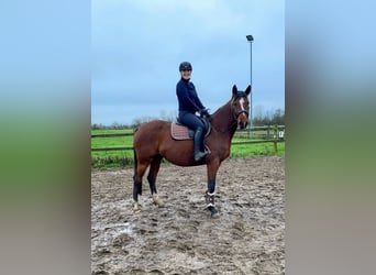 Mecklenburg Warmblood, Mare, 4 years, 16 hh, Brown