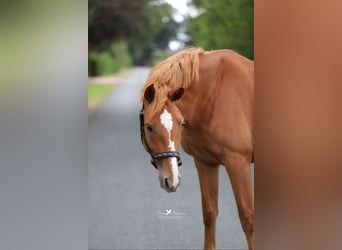Mecklenburg Warmblood, Mare, 4 years, 16 hh, Chestnut-Red