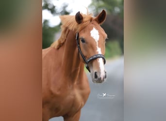 Mecklenburg Warmblood, Mare, 4 years, 16 hh, Chestnut-Red
