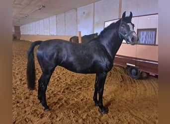 Mecklenburg Warmblood, Mare, 4 years, 16 hh, Gray