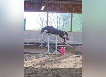 Mecklenburg Warmblood, Mare, 4 years, 16 hh, Gray