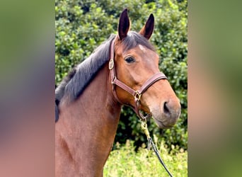 Mecklenburg Warmblood, Mare, 4 years, 17 hh, Brown