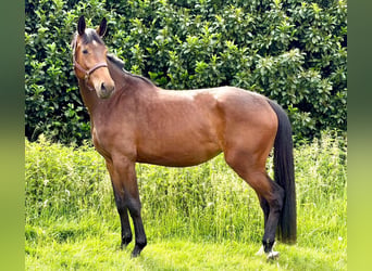 Mecklenburg Warmblood, Mare, 4 years, 17 hh, Brown