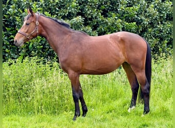 Mecklenburg Warmblood, Mare, 4 years, 17 hh, Brown