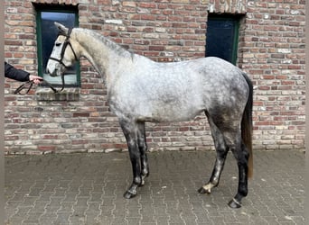 Mecklenburg Warmblood, Mare, 5 years, 15,2 hh, Gray-Dapple