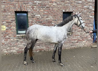 Mecklenburg Warmblood, Mare, 5 years, 15,2 hh, Gray-Dapple