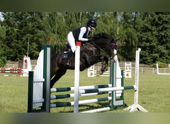 Mecklenburg Warmblood, Mare, 5 years, 15.2 hh, Smoky-Black