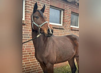 Mecklenburg Warmblood, Mare, 5 years, 15,2 hh, Brown