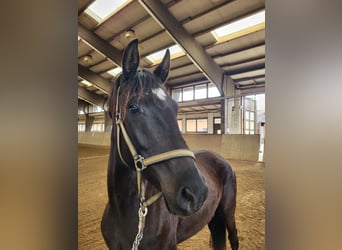 Mecklenburg Warmblood, Mare, 5 years, 16.1 hh, Black