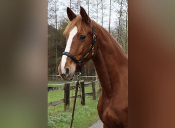 Mecklenburg Warmblood, Mare, 5 years, 16,1 hh, Chestnut-Red