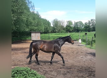 Mecklenburg Warmblood, Mare, 5 years, 16.1 hh, Smoky-Black