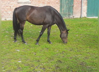 Mecklenburg Warmblood, Mare, 5 years, 16.1 hh, Smoky-Black